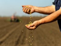 Close up of senior farmer with soybean seed in his hands.